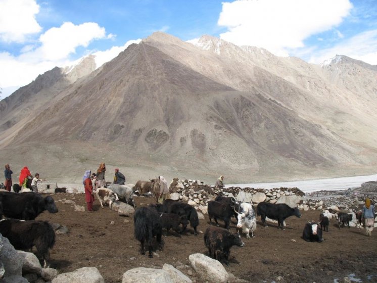 Shimsal Yaks
